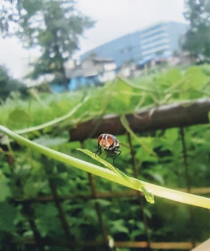 Fatima High School Vidyavihar photo 8